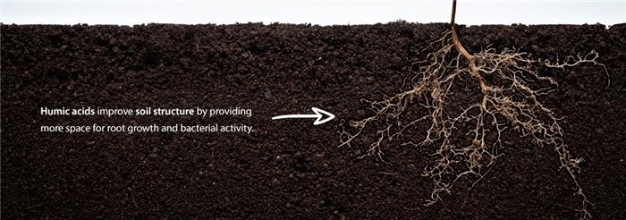 نقش هیومیک‌ اسید در بهبود ریشه زایی